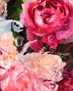 ROSA-ROSSA