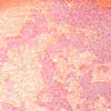 Creme Puff Blush