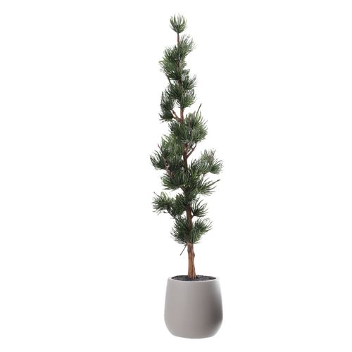 Abeto articula en maceta 55 cm