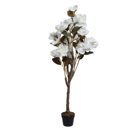 Arbusto de flor de magnolia blanca 130 cm
