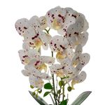 104883530-Orquidea-artificial-blanca-30x16x56cm